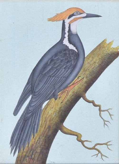 a gouache study of great woodpecker