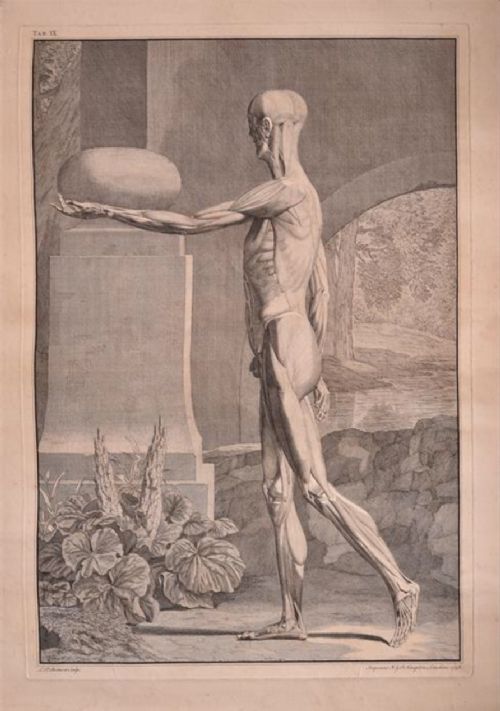 c18th single leaf anatomical print from abinus bernhard siegfried c1748