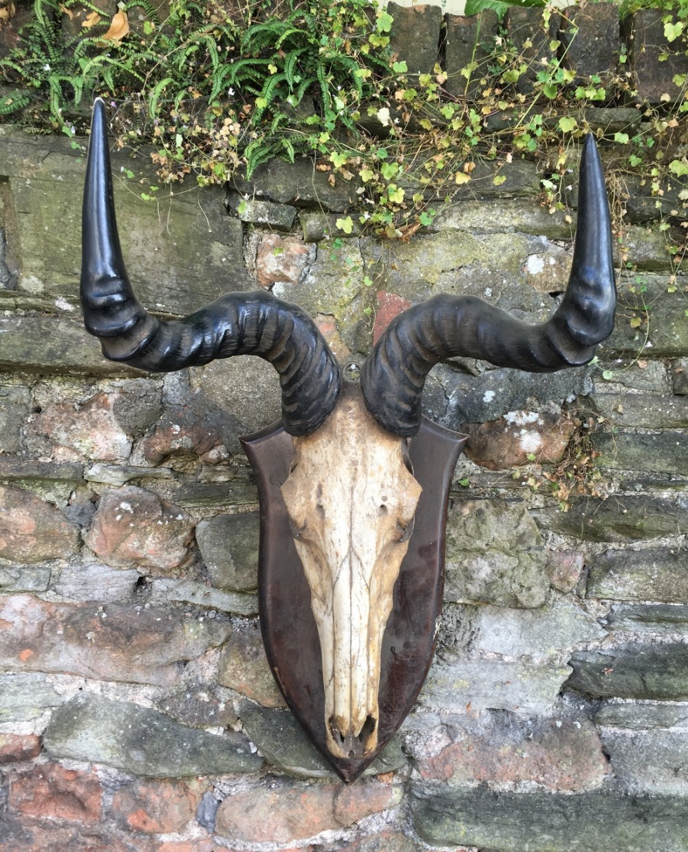 a mounted pair of blue wildebeest horns and skulla mounted skull of a blur wildebeest mounted by williams of dublin