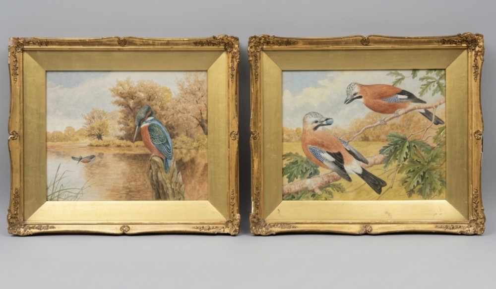 pair of watercolours of birds in gilt frames